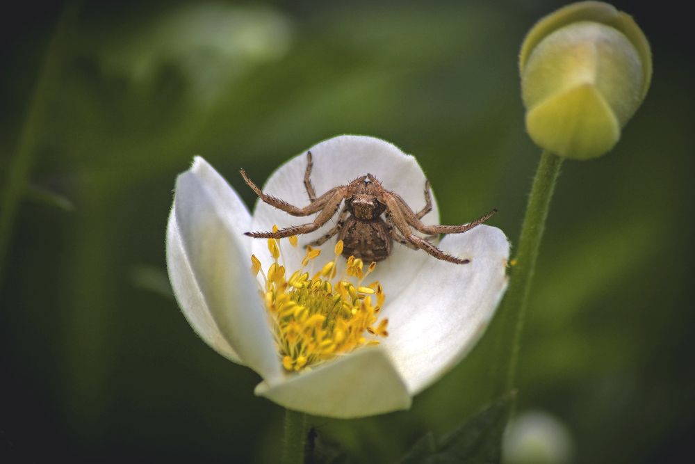 В гостях у анемона
