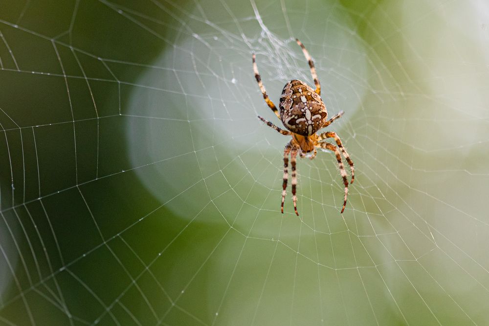 Фотография автора Minja Jovetic