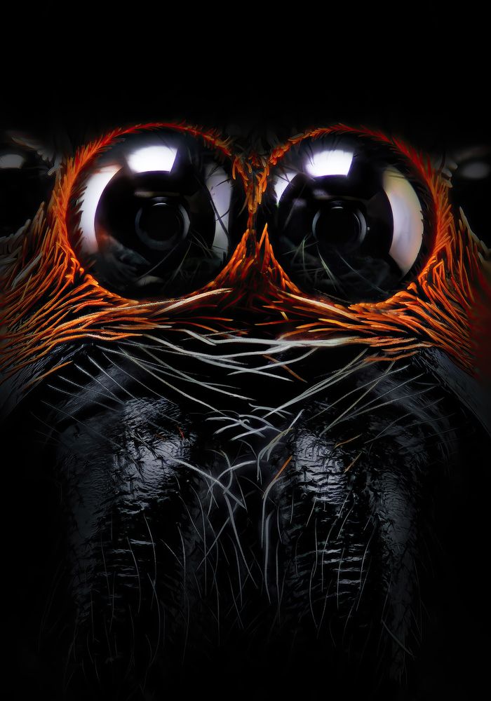 Jumping spider eyes