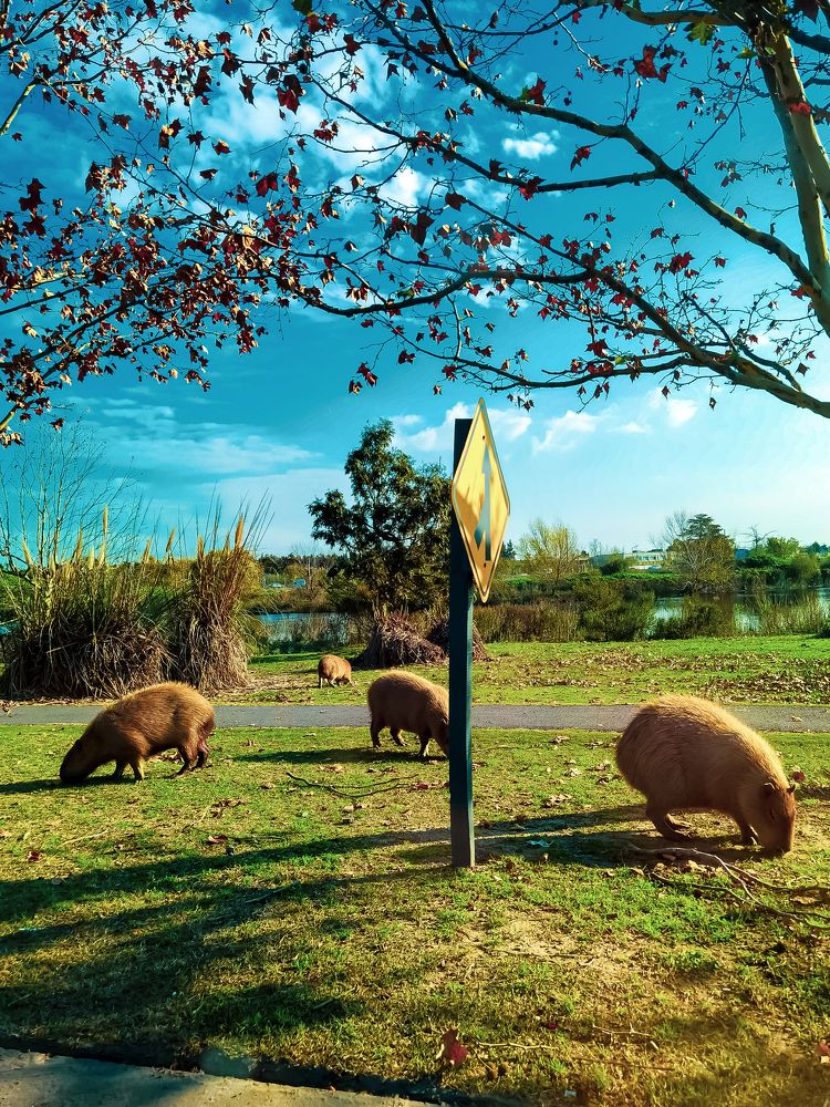 capybara on a walk