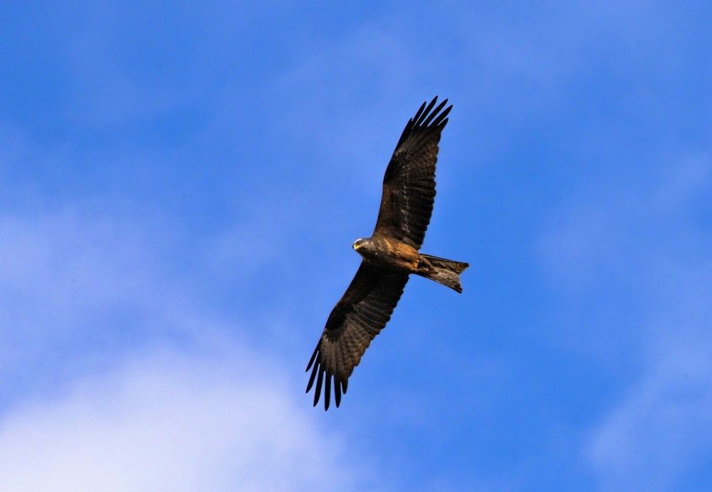 Чёрный коршун.