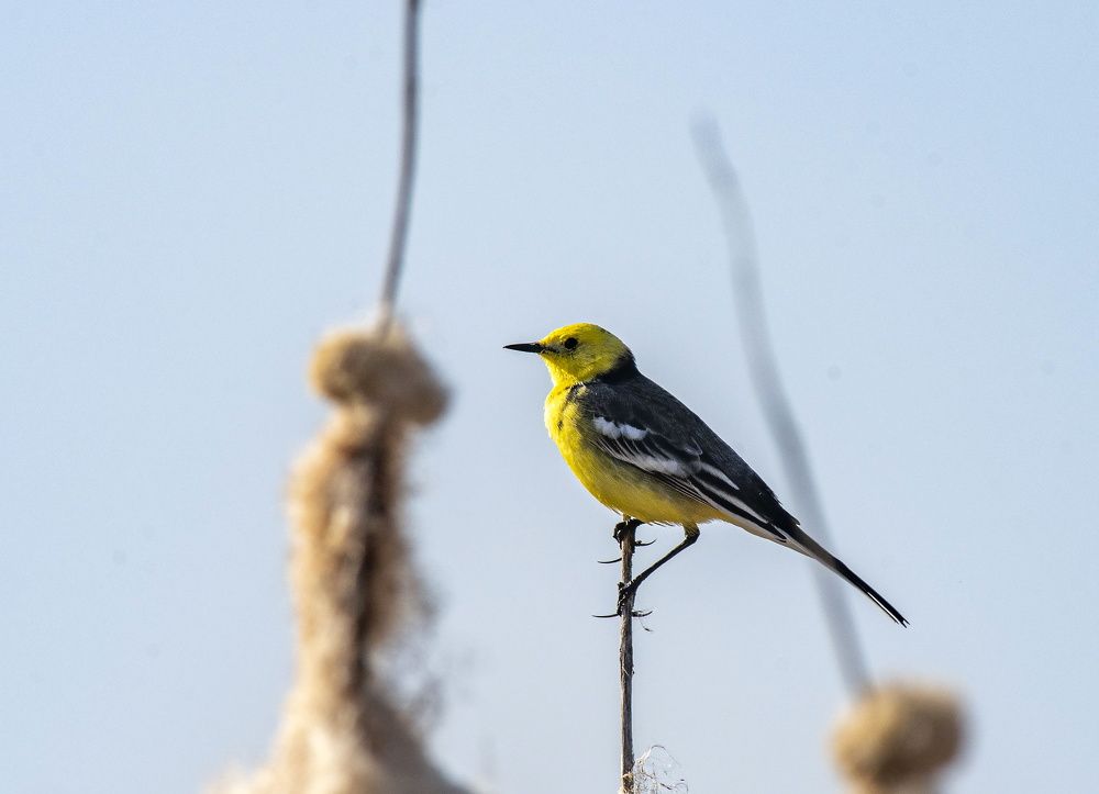 Photograph by Сиваков Алексей