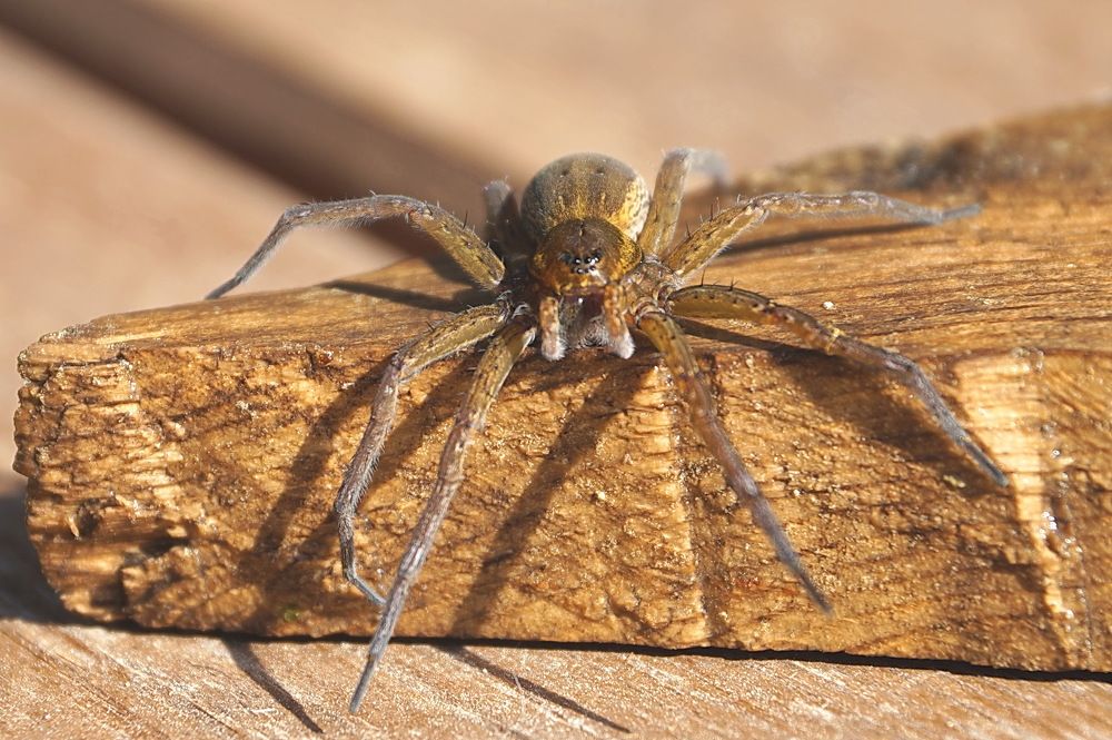 Photograph by Галина Кан