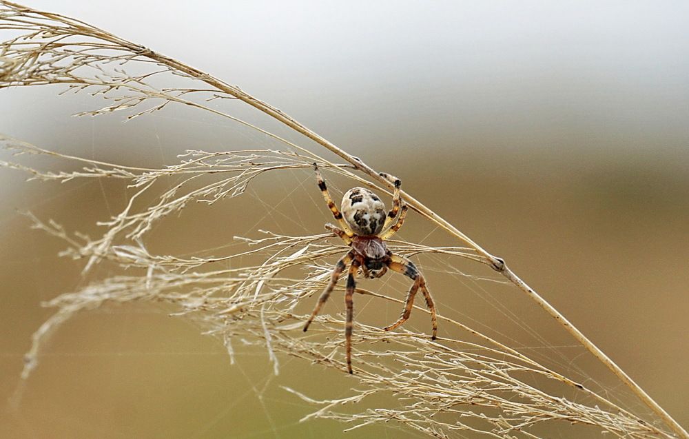 Photograph by Галина Кан