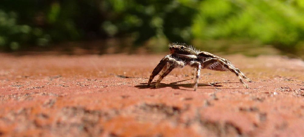 Photograph by Marcelo Luzzi