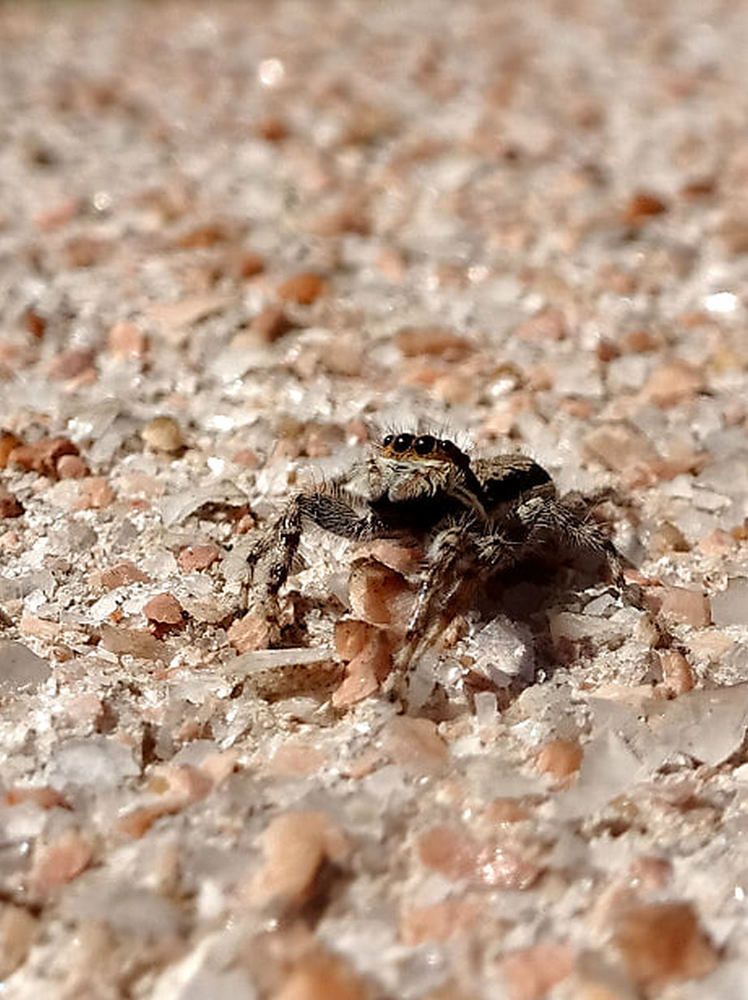 Photograph by Marcelo Luzzi