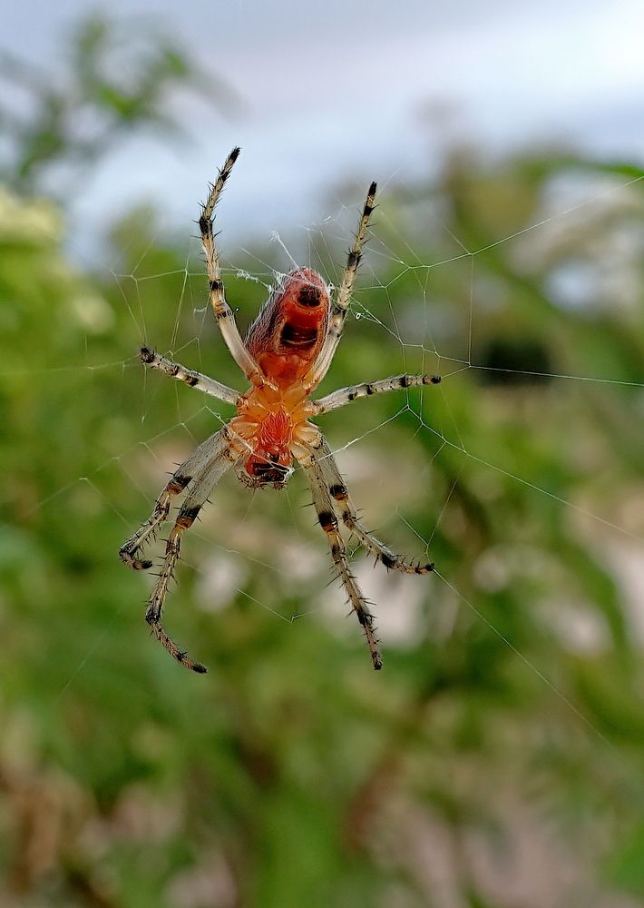 Photograph by Marcelo Luzzi