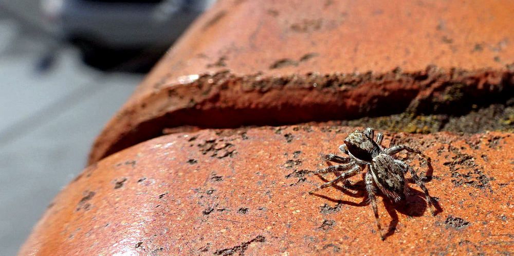 Photograph by Marcelo Luzzi