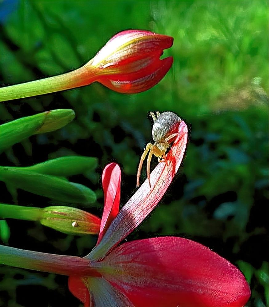 Photograph by Marcelo Luzzi