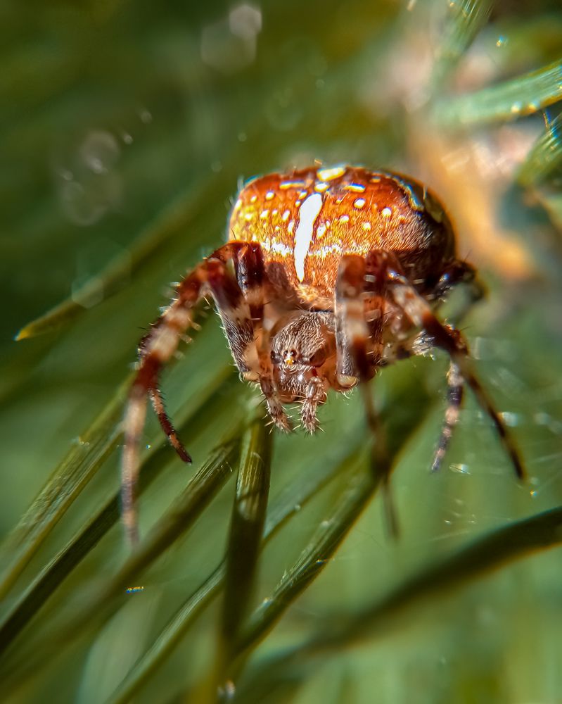 Вот так встреча...