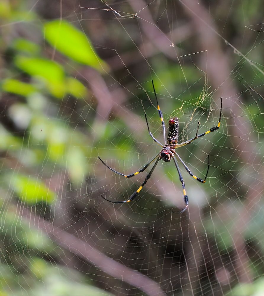 Photograph by Marcelo Luzzi