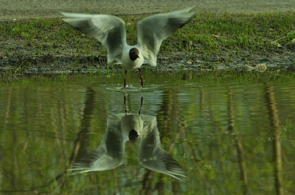 Photograph by Николай Леухин