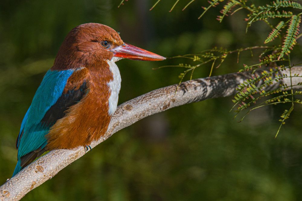 Whitethroat kingfisher