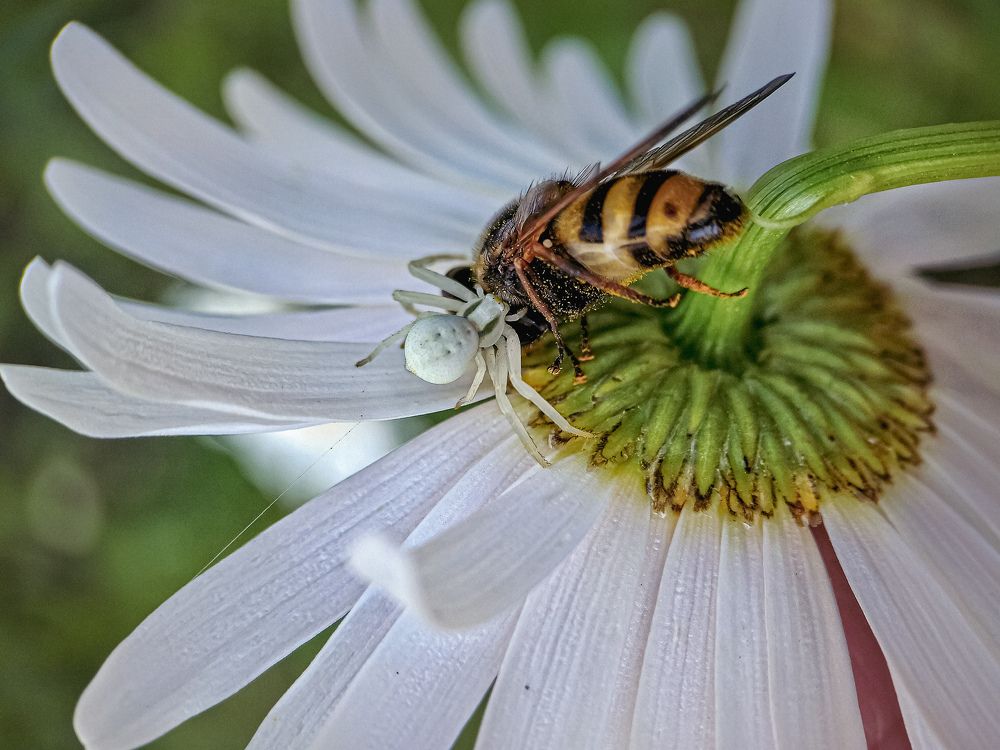 Вот, так улов!