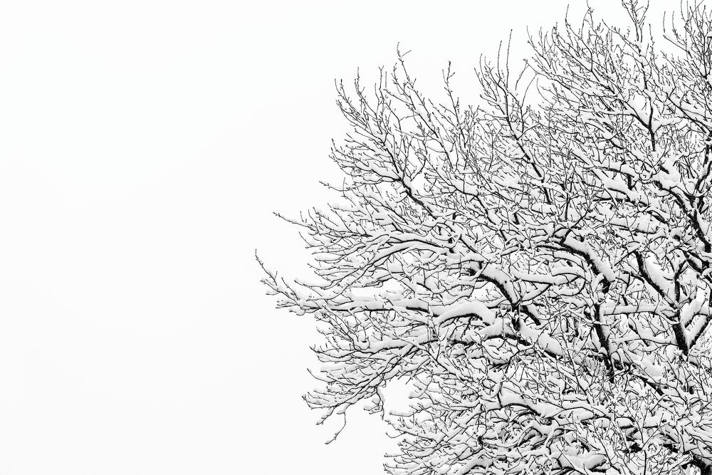 "Silence of Snow-laden Branches"
