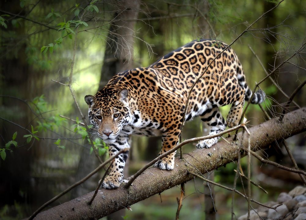 Photograph by Андрей Автухов