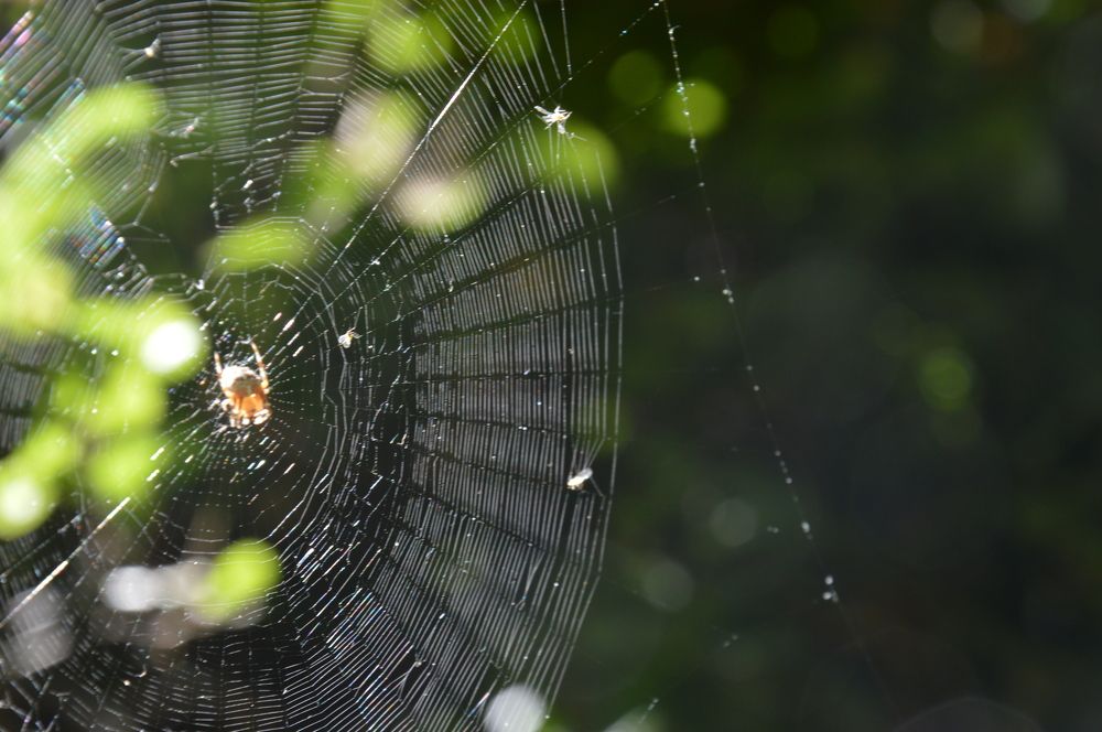 Photograph by Ольга Шевцова