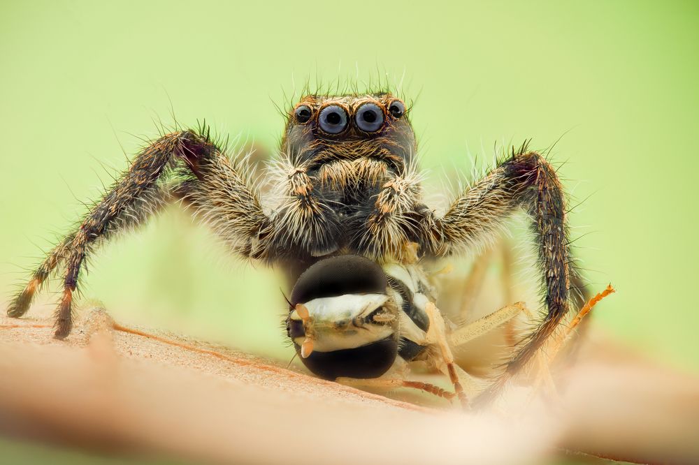 Photograph by Soheil Shahbazi