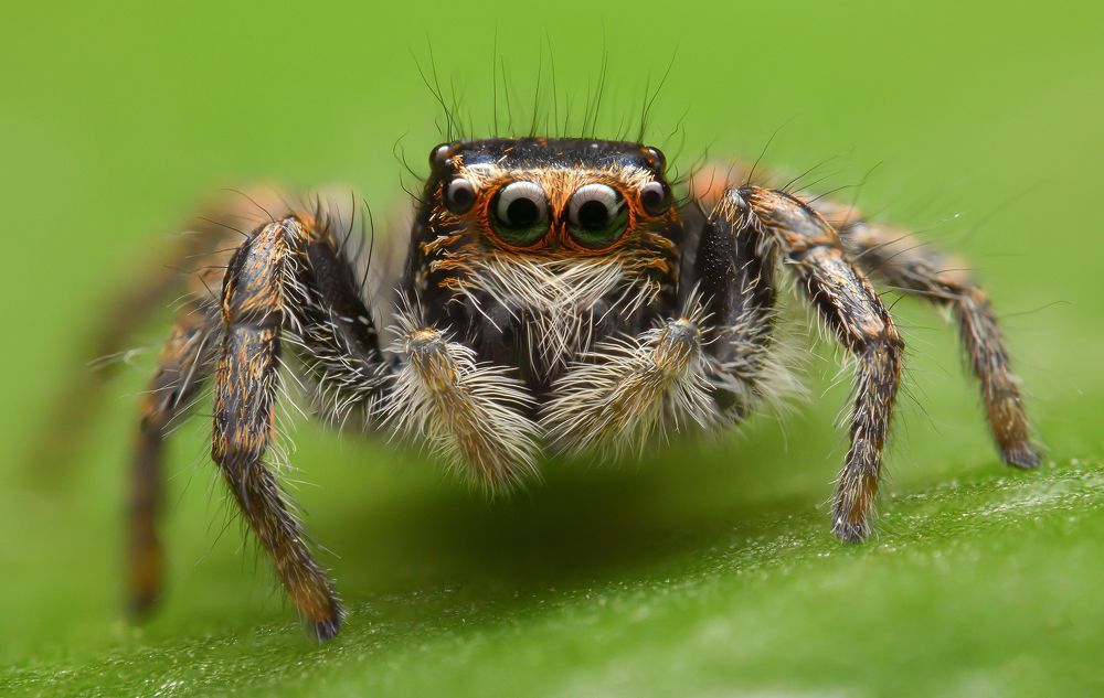 Photograph by Soheil Shahbazi