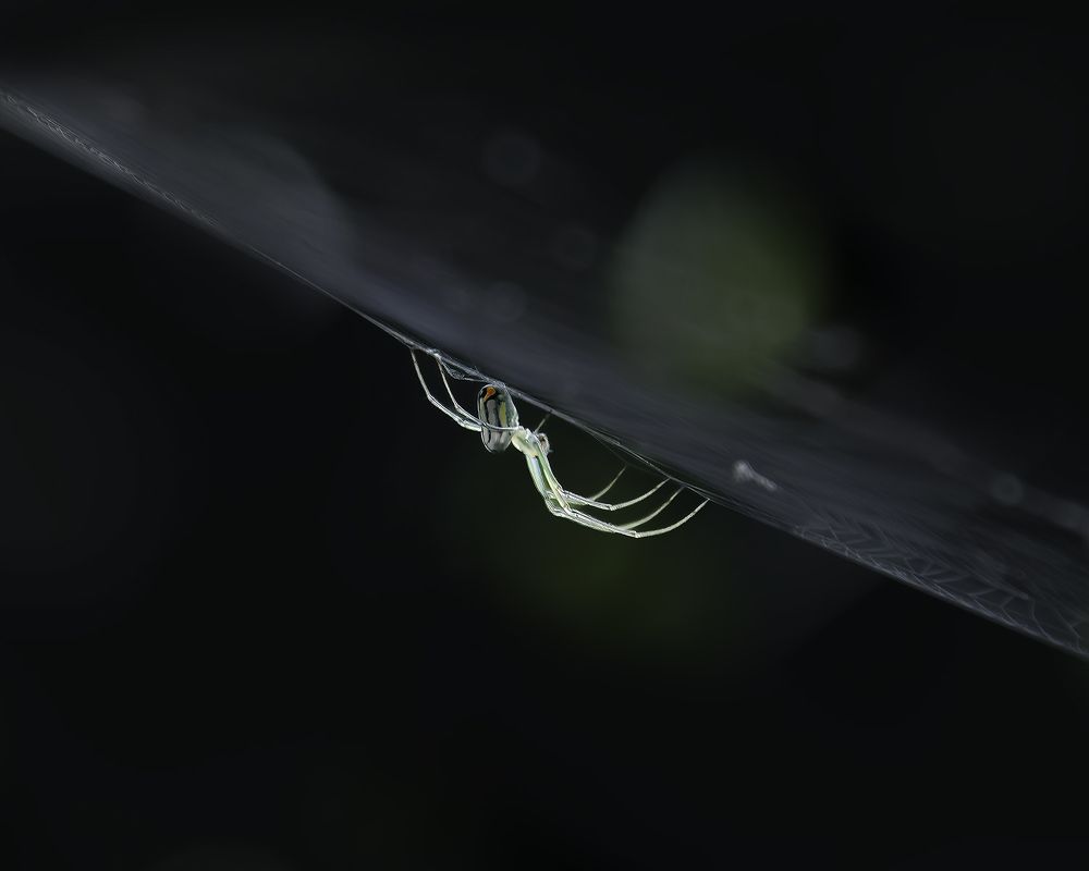 Фотография автора Ray Asiala