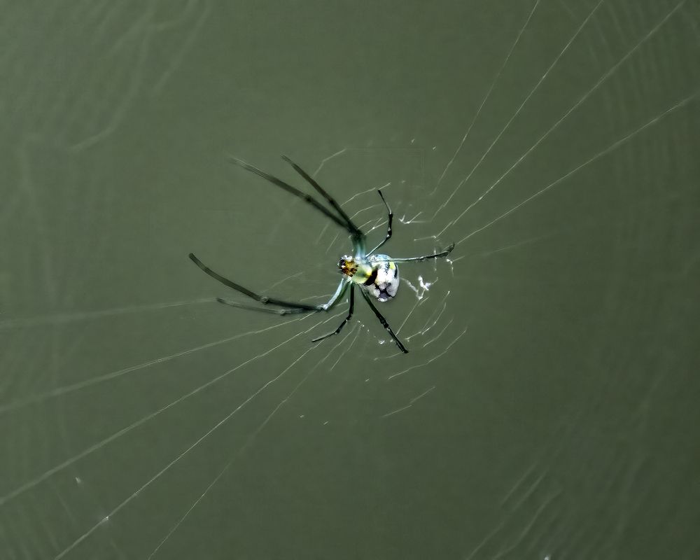 Фотография автора Ray Asiala