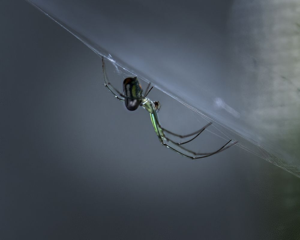 Фотография автора Ray Asiala