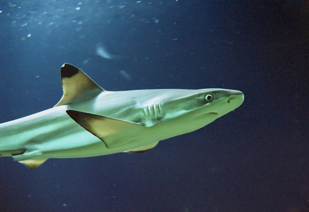 Фотография автора Chorche Prigo