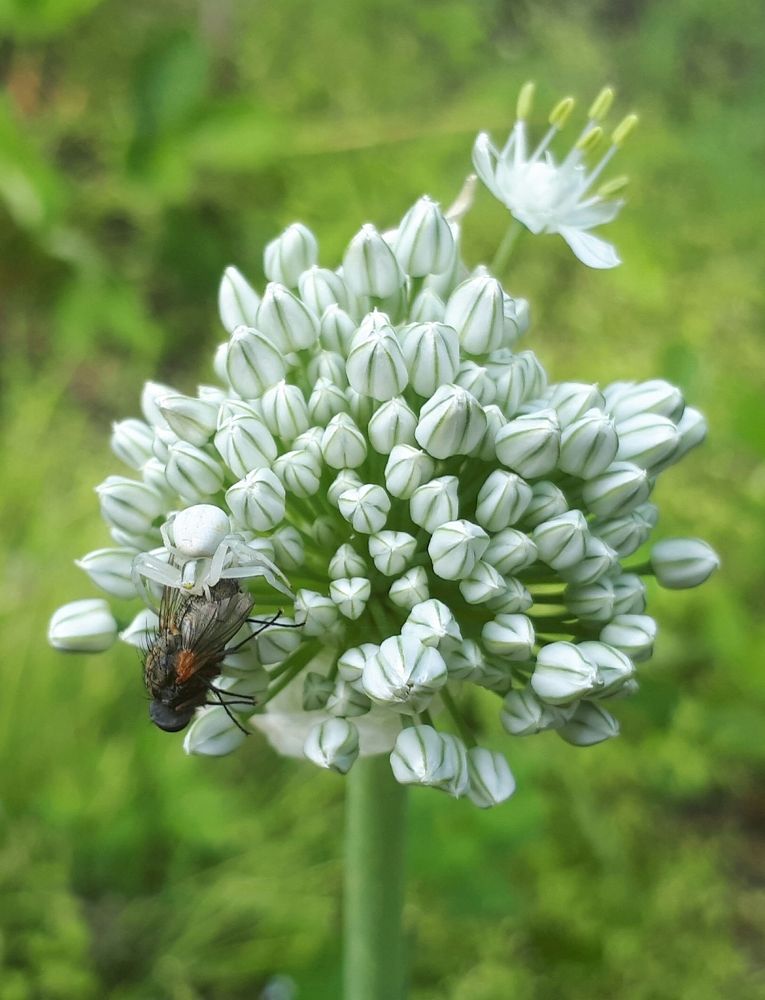 Photograph by Виктория Образцова
