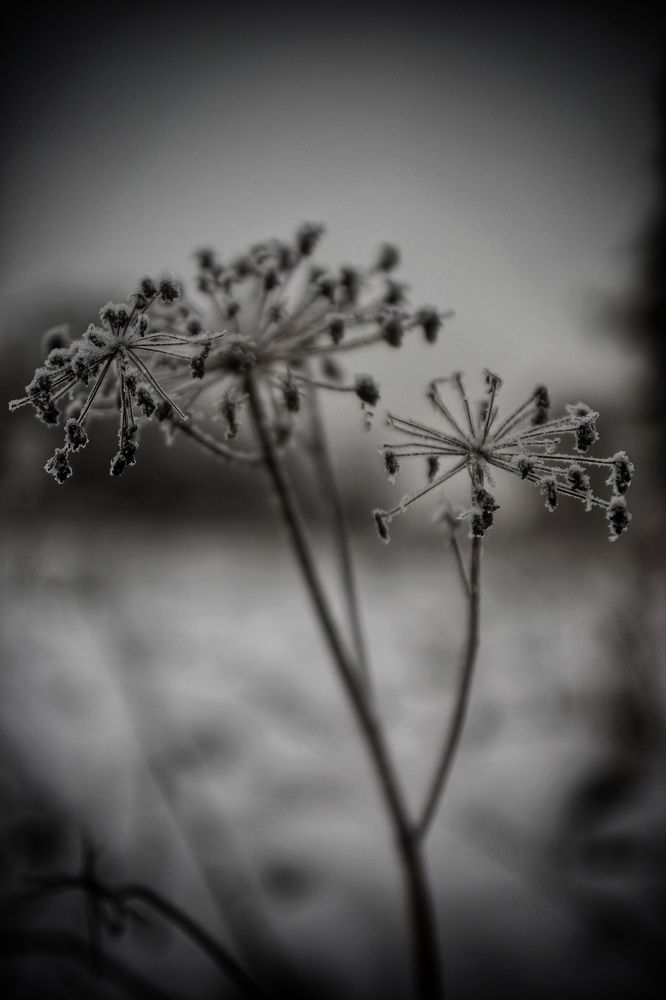 Photograph by Пищулина Ксения