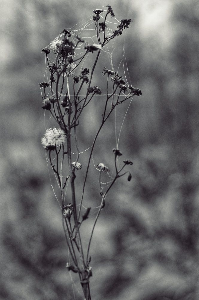 Photograph by Пищулина Ксения