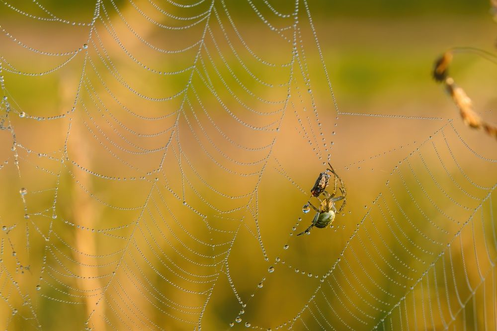 Photograph by Иван Курятников
