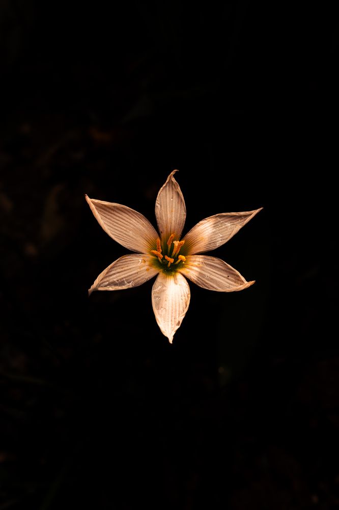 the Nature's Symmetry