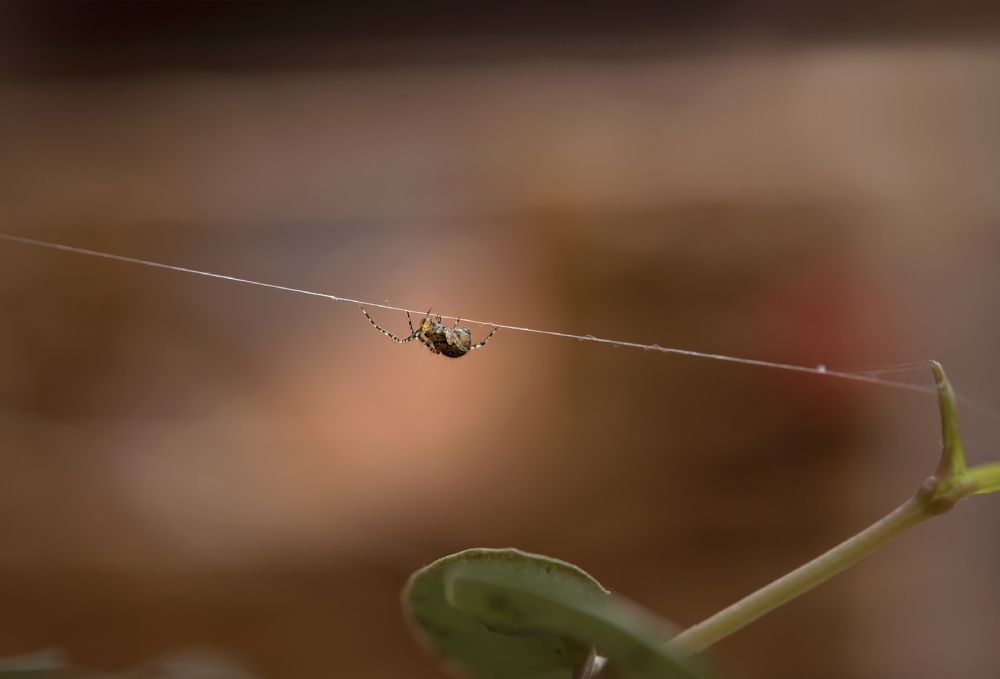 Photograph by Ala Botnarescu