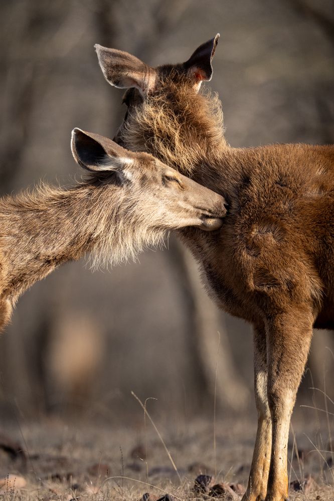 A Moment of Calm Amidst the Chaos