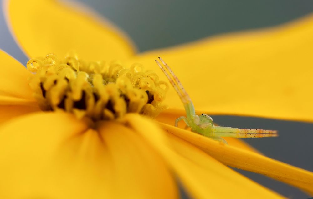 Фотография автора Александр Сурков