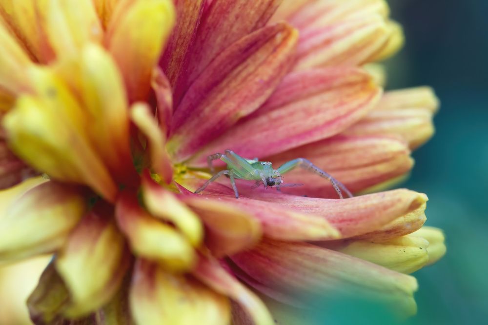 Фотография автора Александр Сурков