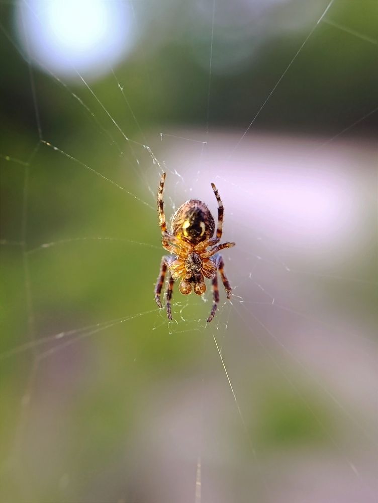 Photograph by Светлана Таркан