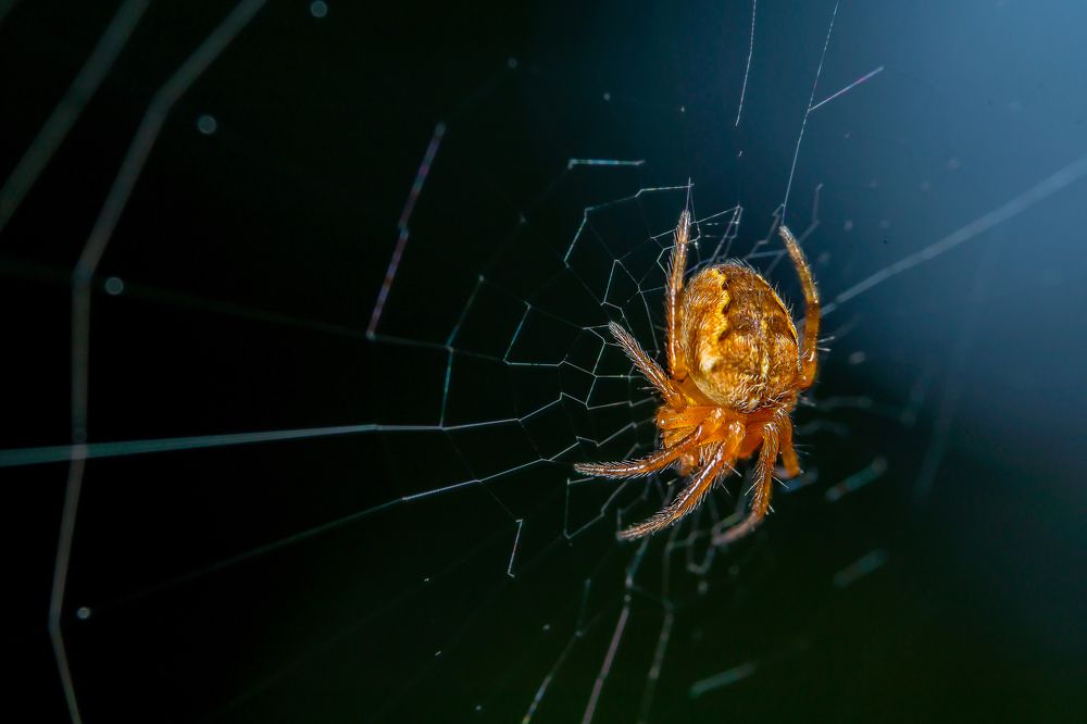 Photograph by Руслан Лесков