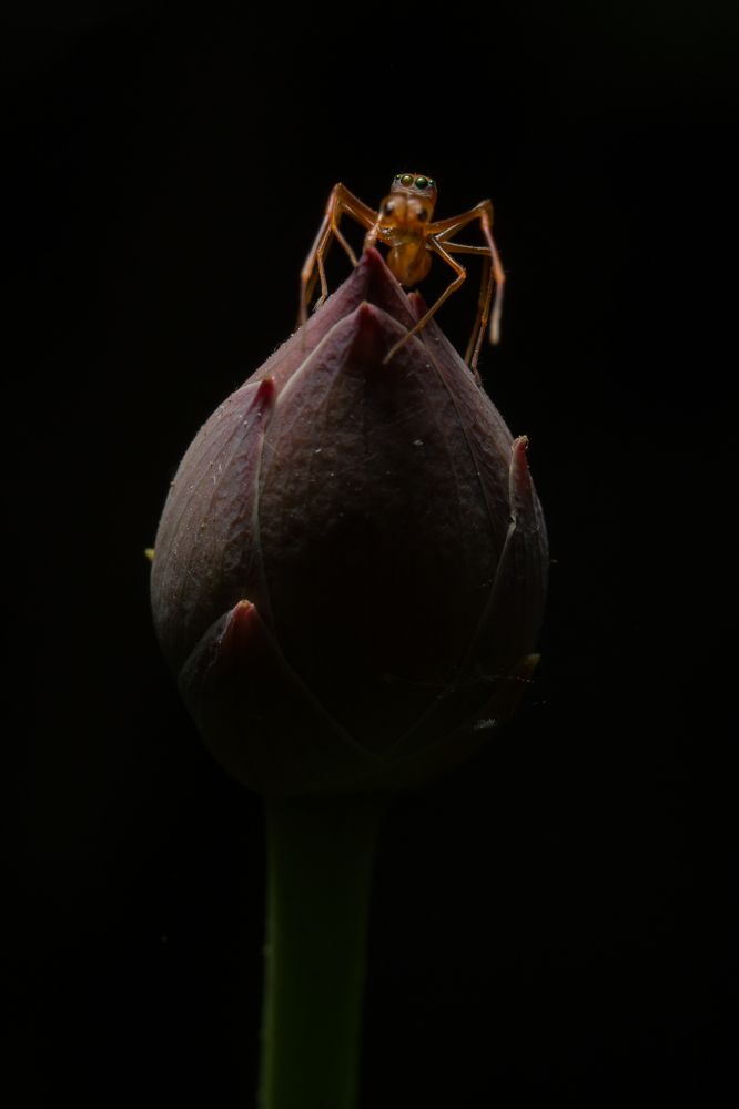 Photograph by AD Ajay