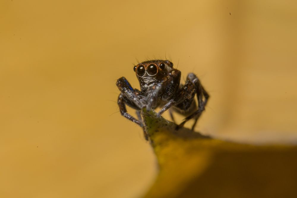 Фотография автора AD Ajay