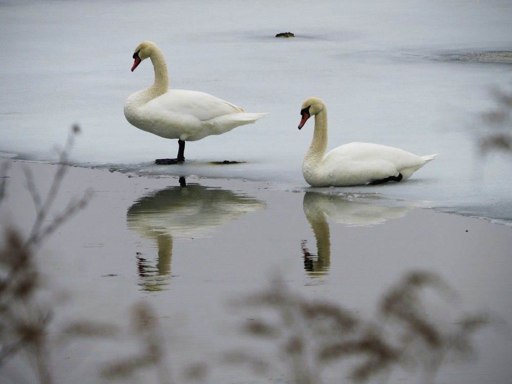 Photograph by Лариса Басова