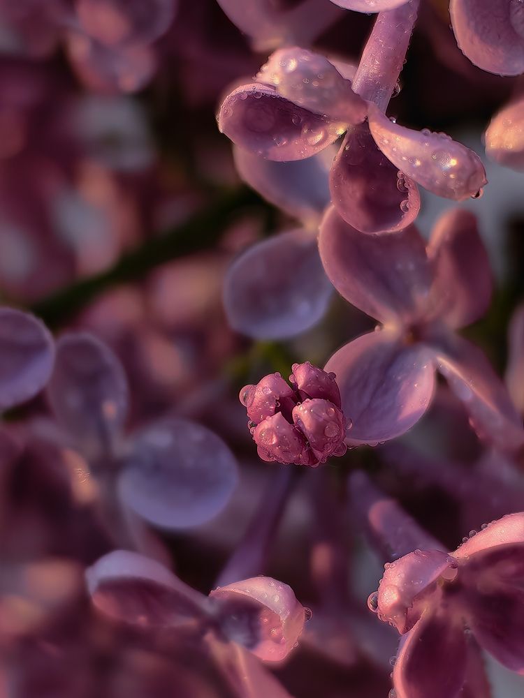 Фотография автора Ольга Панасюк