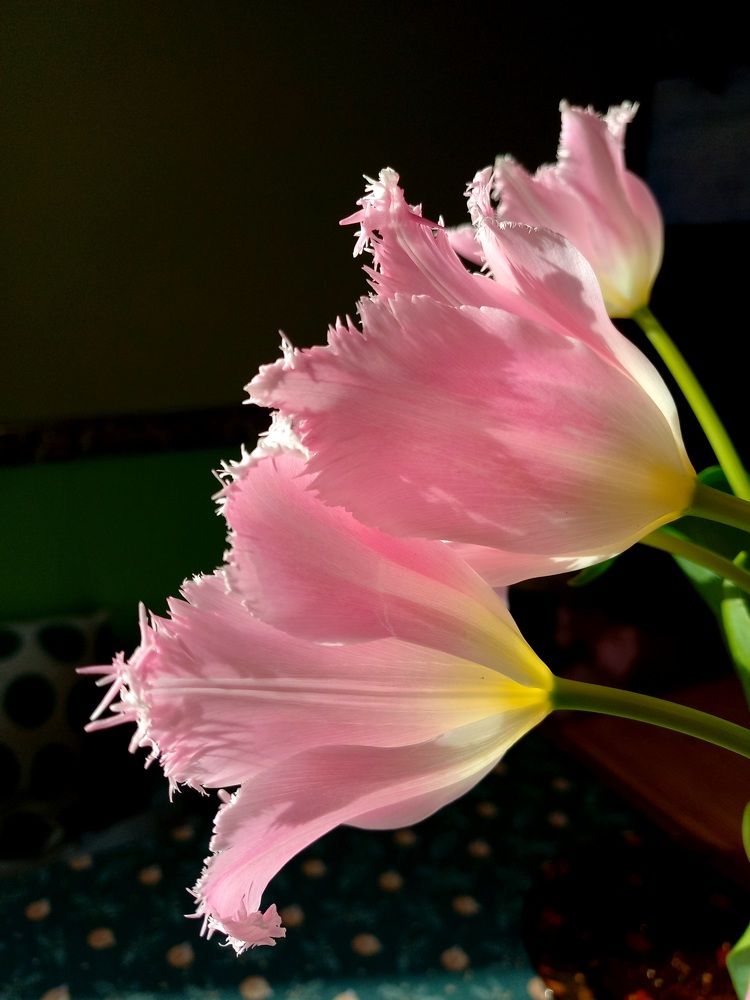 Photograph by Яна