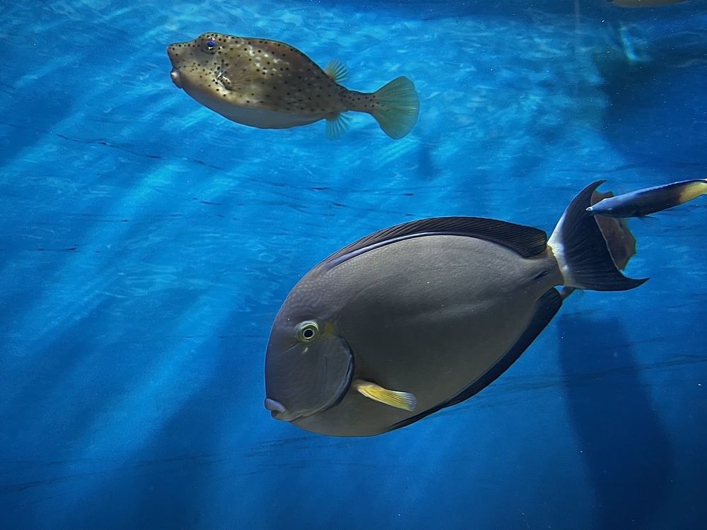 Фотография автора Юлия Косинова