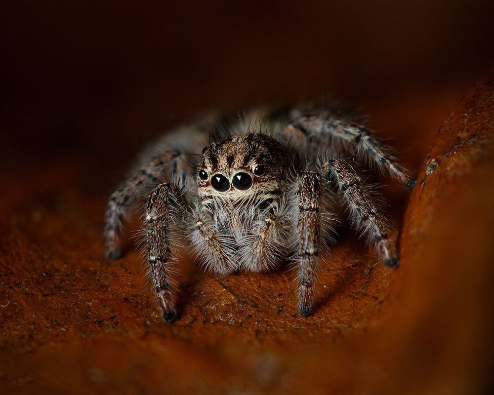 Photograph by Valdir Hobus