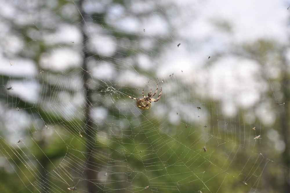 Photograph by Евгений Захаров