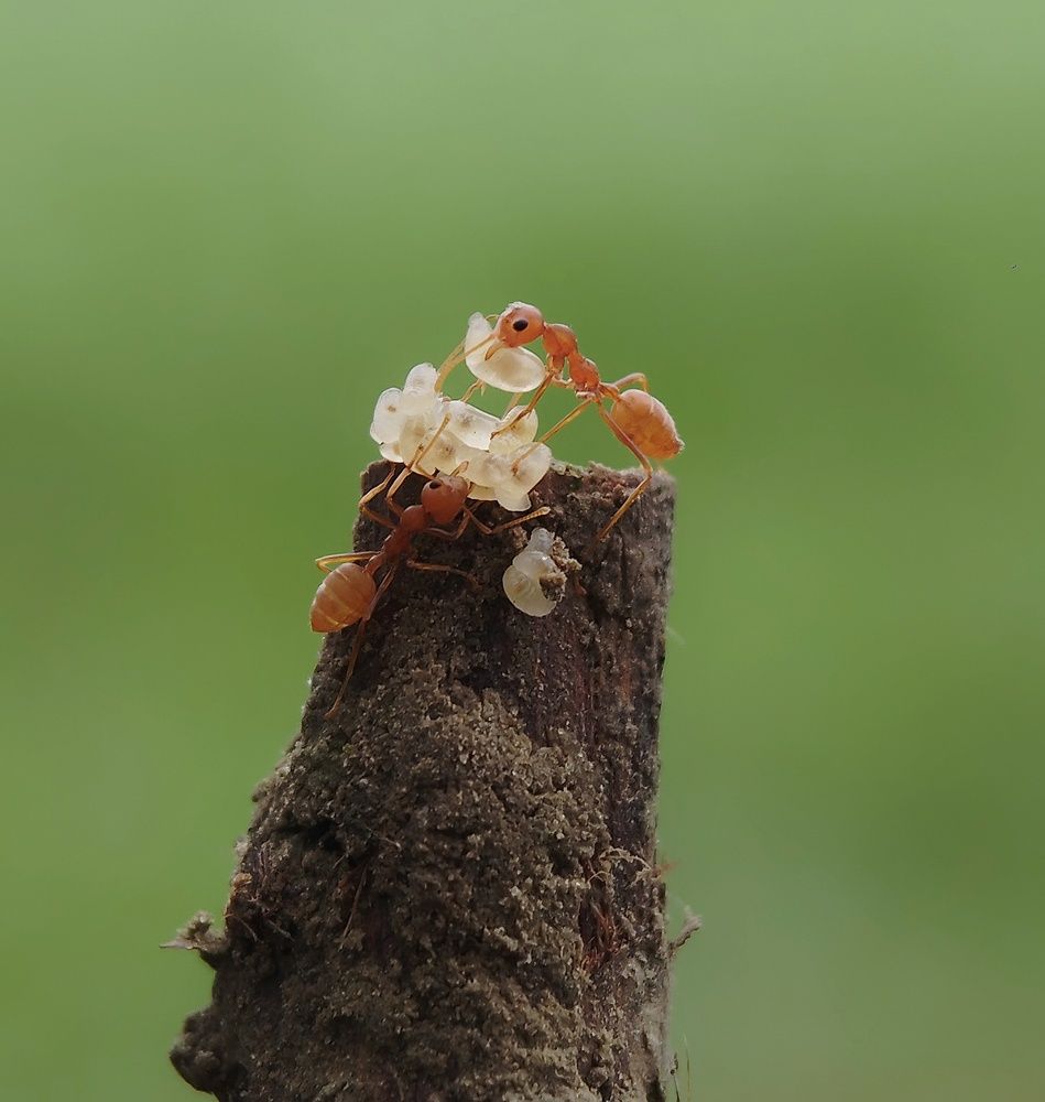 Weaver Ant Worker Pair With Larvae