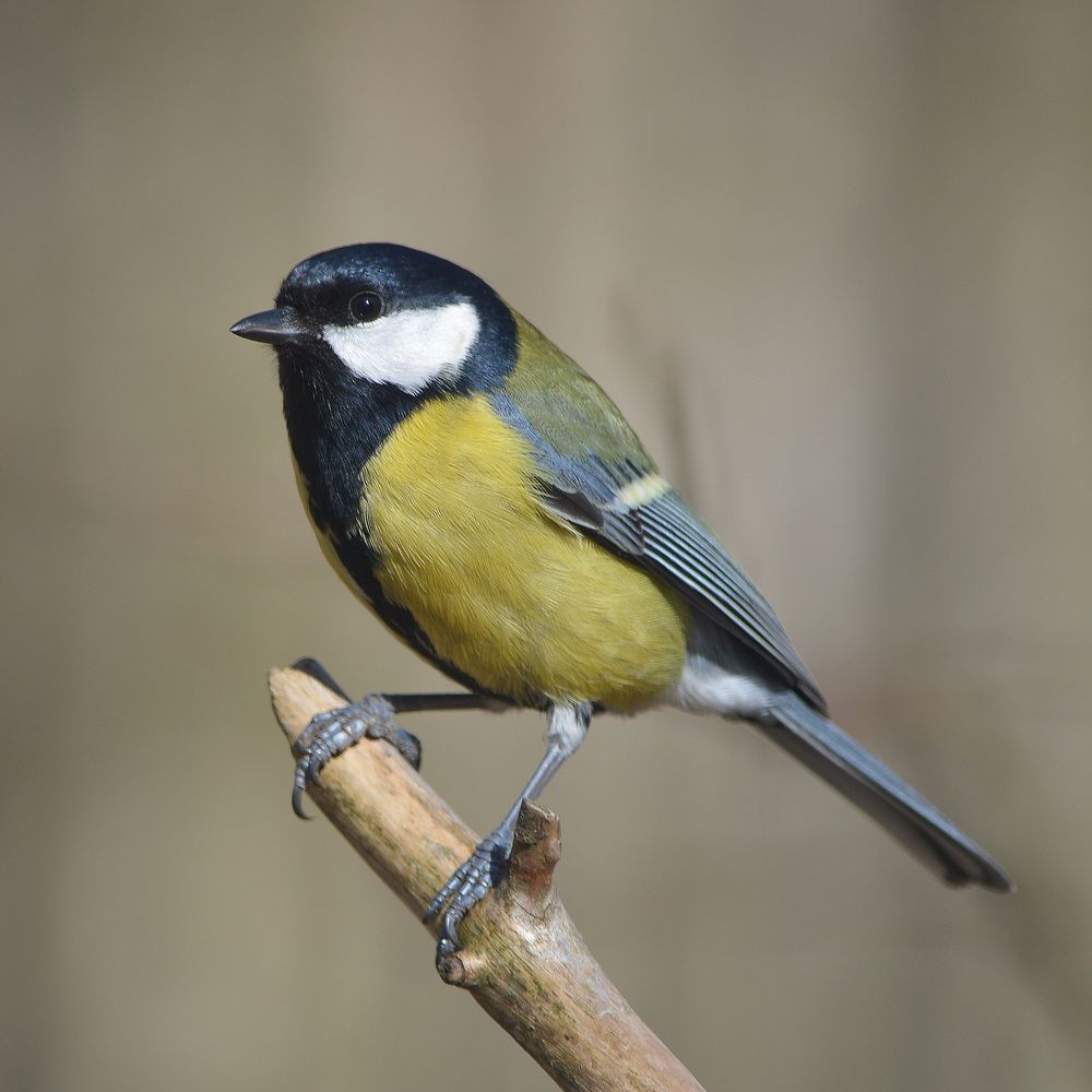 Ожидание Весны.