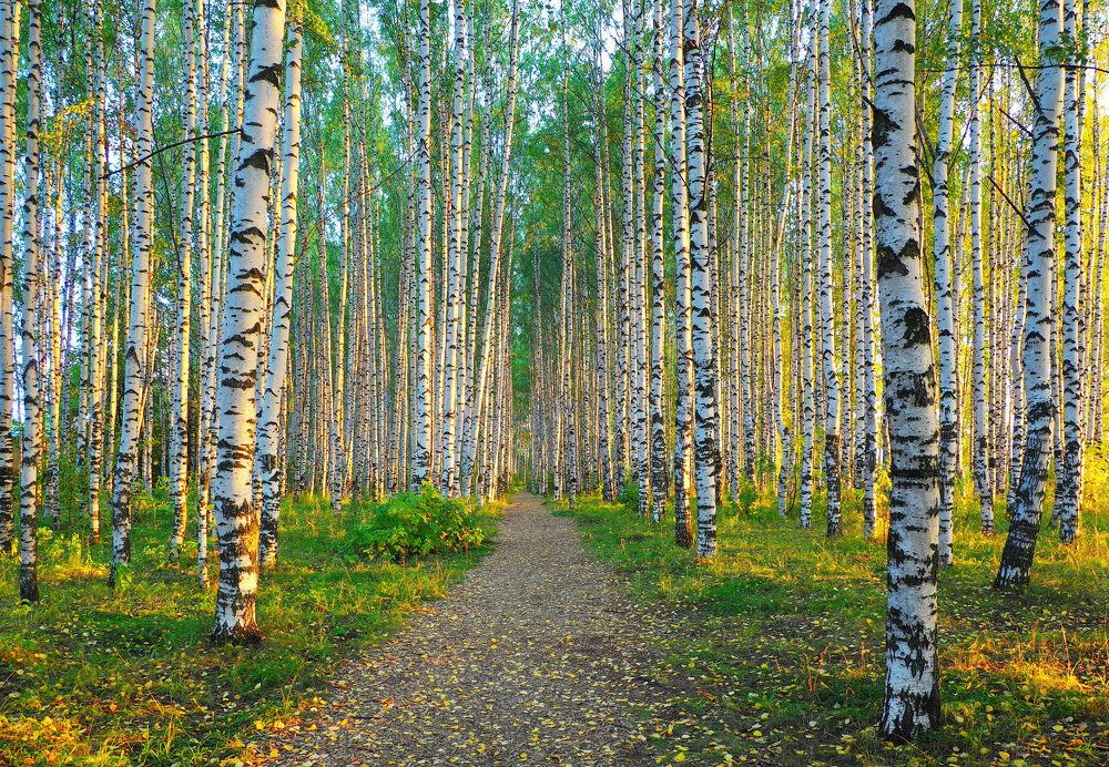 Photograph by PERESHEIN ANDREY