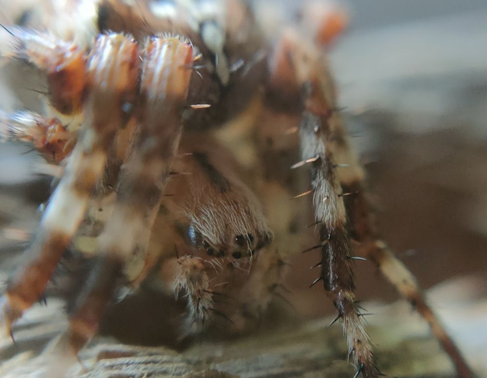 Фотография автора Светлана Смирнова